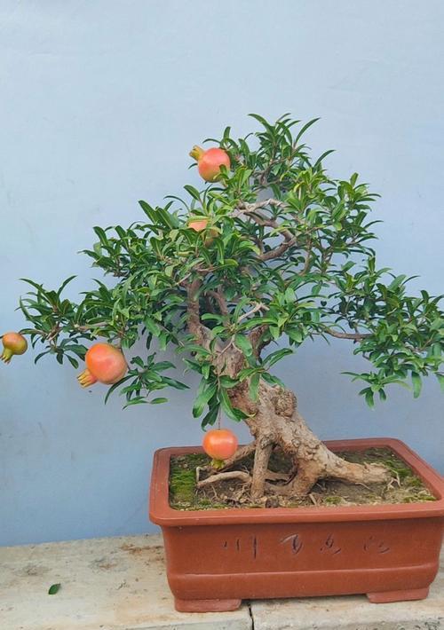 如何种植石榴？石榴树的种植和管理技巧有哪些？