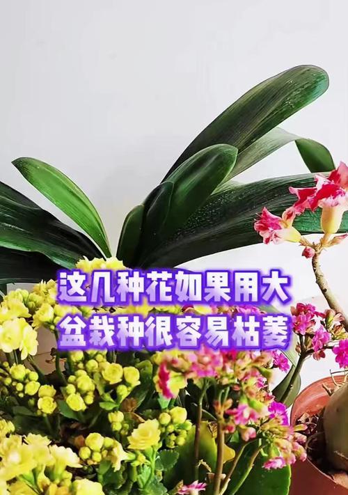 花卉萎蔫的原因及解决办法是什么？