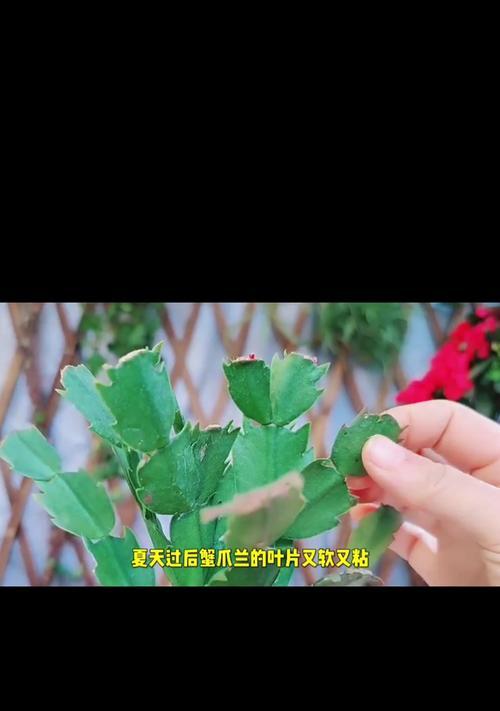 花卉萎蔫的原因及解决办法是什么？