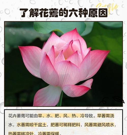 花卉萎蔫的原因及解决办法是什么？