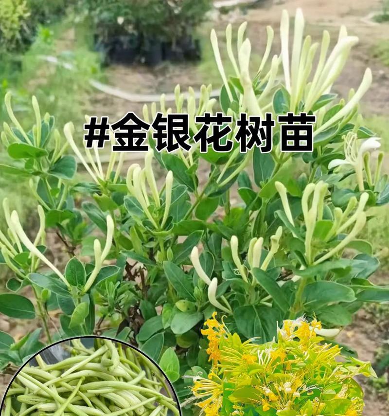 金银花的栽种方法是什么？怎样才能成功种植金银花？