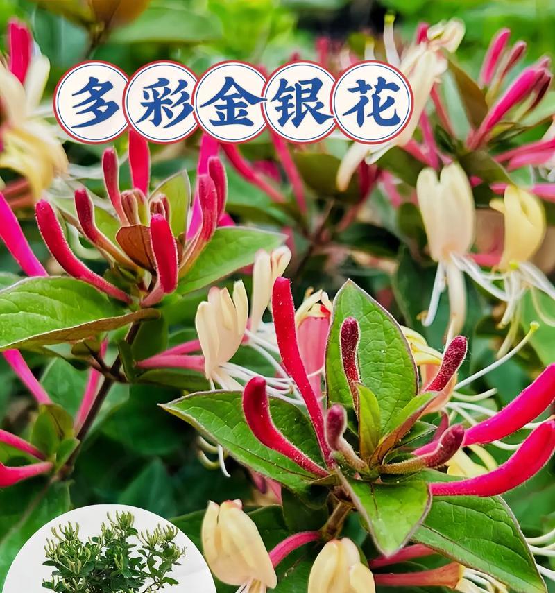 金银花的栽种方法是什么？怎样才能成功种植金银花？