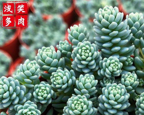旋叶姬星美人繁殖的有效方法有哪些？
