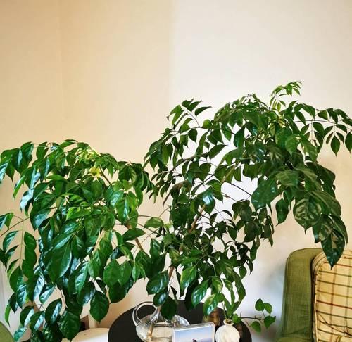 室内种植哪种花卉最好？室内花卉选择的建议是什么？