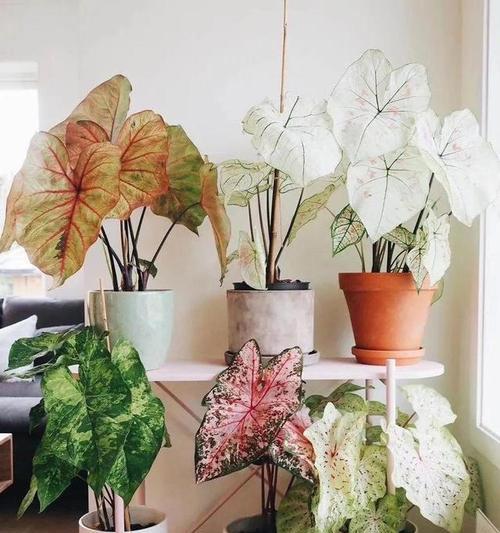 室内种植哪种花卉最好？室内花卉选择的建议是什么？
