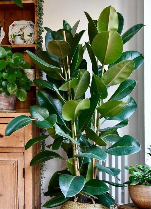 室内种植哪种花卉最好？室内花卉选择的建议是什么？