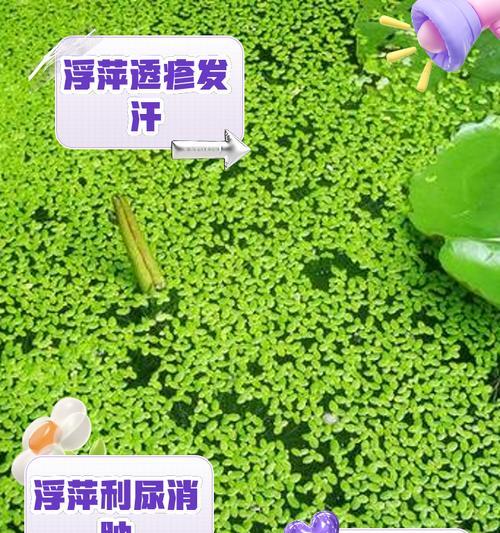 浮萍繁殖的简单方法有哪些？