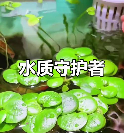 浮萍繁殖的简单方法有哪些？