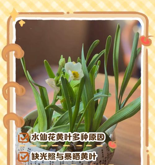 凤仙花叶子发黄是什么原因？如何处理？