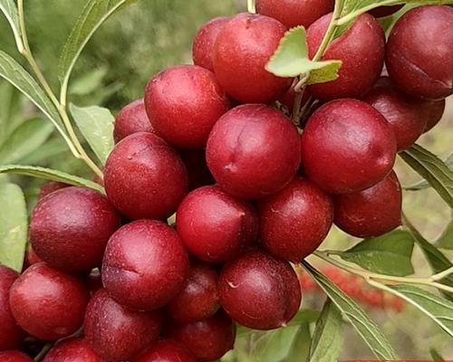 钙果树种植的正确方法是什么？