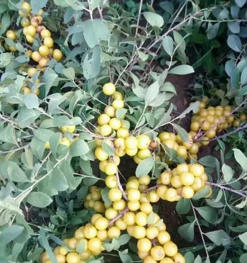 钙果树种植的正确方法是什么？