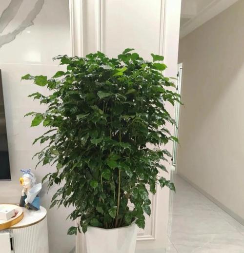 幸福树的正确养殖方法是什么？