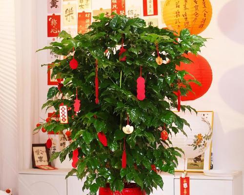 幸福树的正确养殖方法是什么？