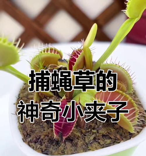 捕蝇草怎么授粉？捕蝇草授粉的正确方法是什么？