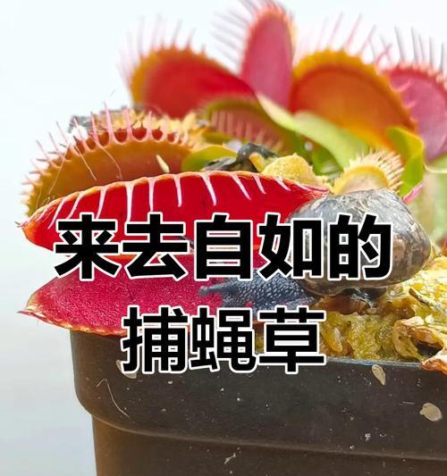 捕蝇草怎么授粉？捕蝇草授粉的正确方法是什么？