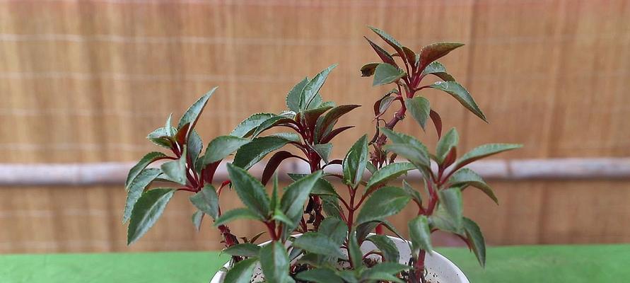 二月花的养殖方法和注意事项是什么？