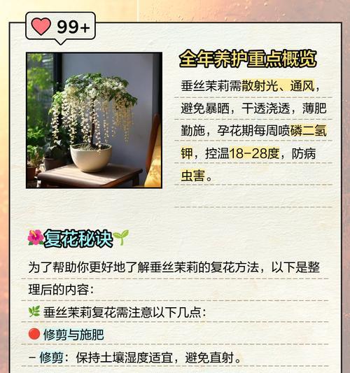 茉莉鲜切花的养护方法是什么？如何延长其花期？