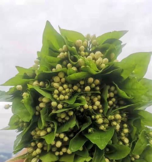 茉莉鲜切花的养护方法是什么？如何延长其花期？