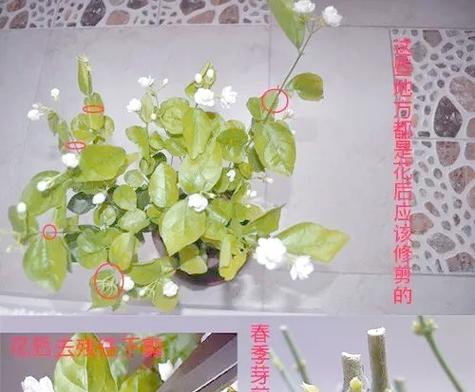 茉莉花的养殖技巧是什么？如何让茉莉花持续开花？