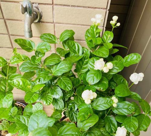 茉莉花的养殖技巧是什么？如何让茉莉花持续开花？