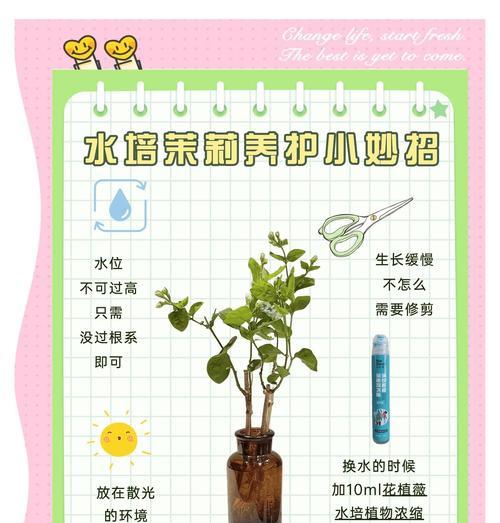 茉莉花的养殖技巧是什么？如何让茉莉花持续开花？