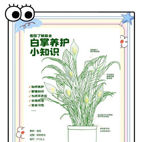 白掌叶子下垂的解决方法是什么？