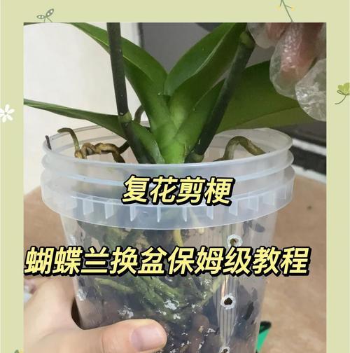 植物换盆的最佳时间和方法是什么？