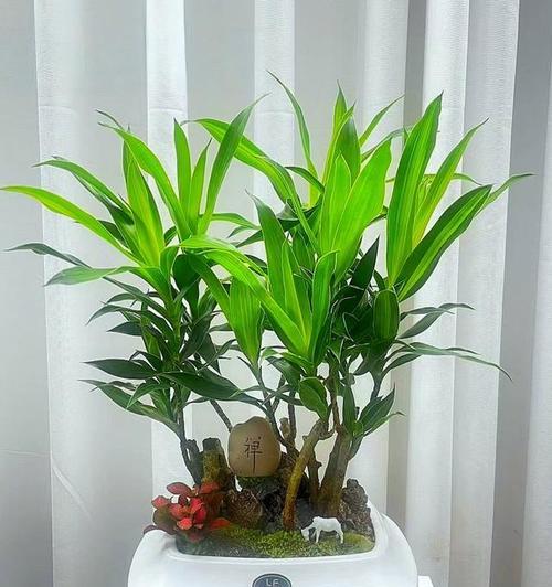 竹子种植的正确方法是什么？如何种植竹子？