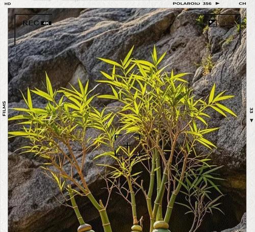 竹子种植的正确方法是什么？如何种植竹子？
