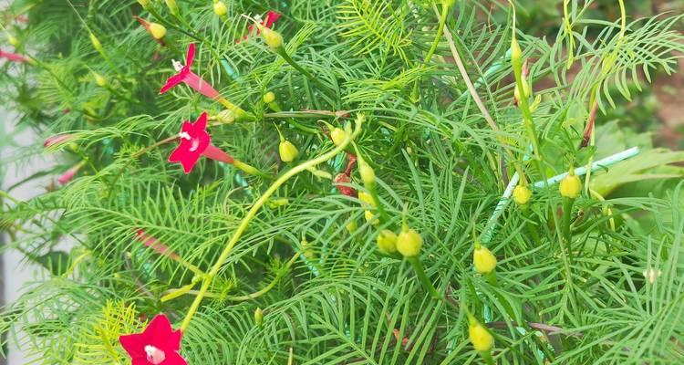 茑萝种植方法是什么？怎样才能使其快速生长？