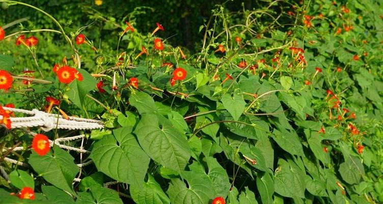 茑萝种植方法是什么？怎样才能使其快速生长？