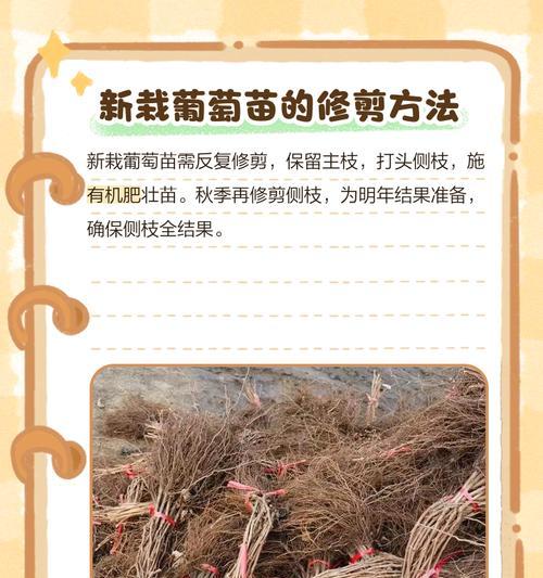 葡萄盆景修剪技巧有哪些？