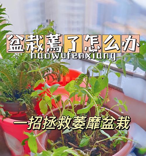 植物出现焉了现象应该怎么办？