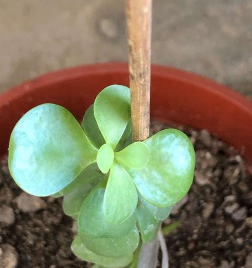 马齿苋树的养护要点和繁殖技巧是什么？