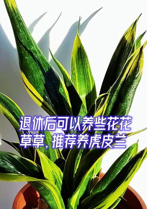 虎皮兰修剪的最佳时机和方法是什么？