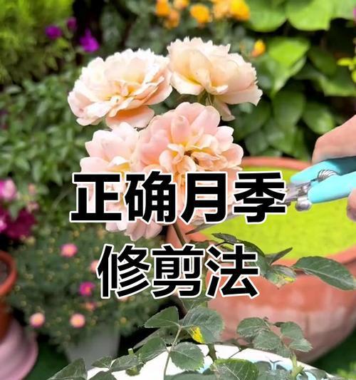 月季花修剪后如何恢复生长？