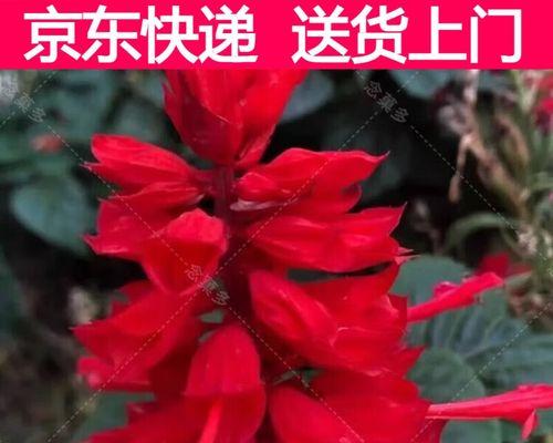 一串红品种有哪些？一串红品种的种植要点是什么？