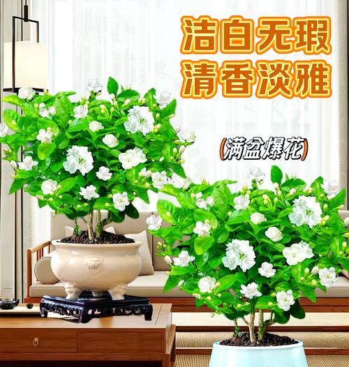 茉莉换盆的最佳时间和方法？