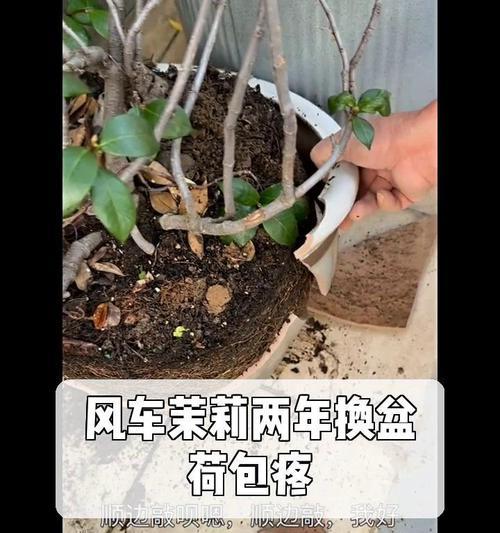 茉莉换盆的最佳时间和方法？