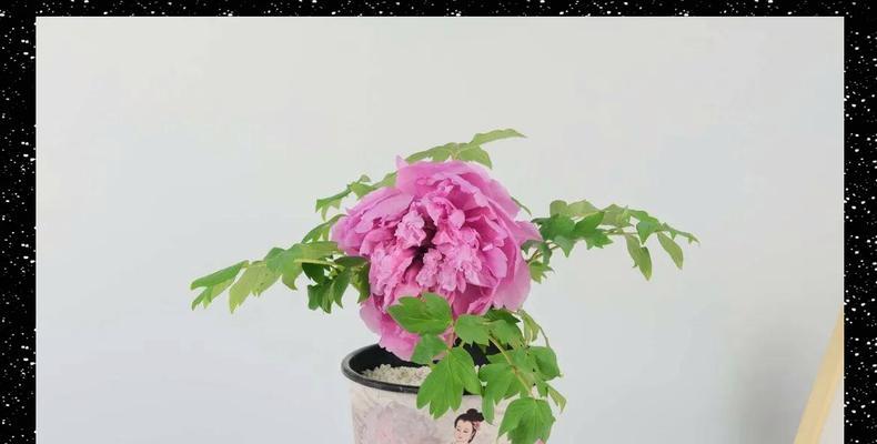 牡丹花浇水方法是什么？