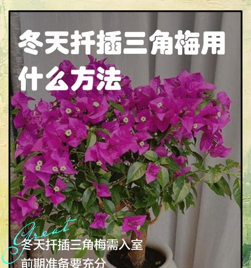 三角梅的栽种方法是什么？栽种三角梅的注意事项？