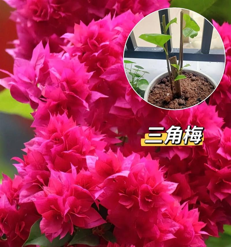 三角梅的栽种方法是什么？栽种三角梅的注意事项？