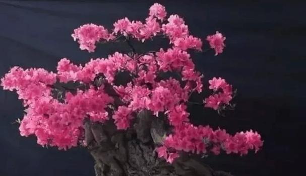 映山红修剪的最佳时间和技巧是什么？
