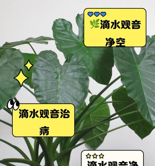 滴水观音的养护技巧和常见问题解答？