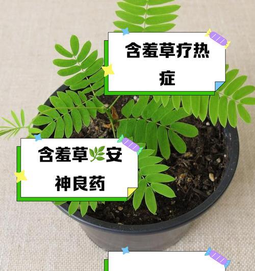 含羞草生长过程中的特点是什么？