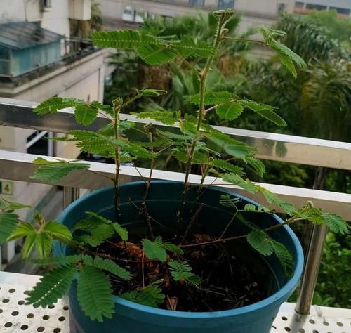 含羞草生长过程中的特点是什么？