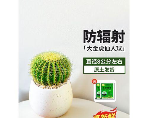 金琥的养殖要点是什么？