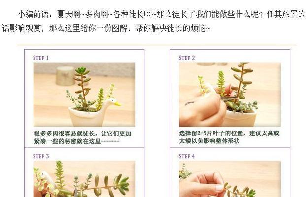 金琥的养殖要点是什么？