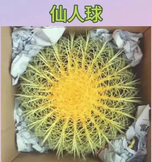 金琥的养殖要点是什么？