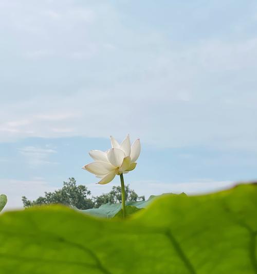 荷花长什么样子？荷花的形态特征是什么？